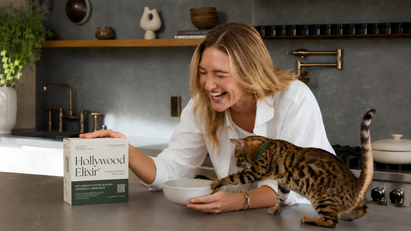 Invisible Aging In Cats 1
