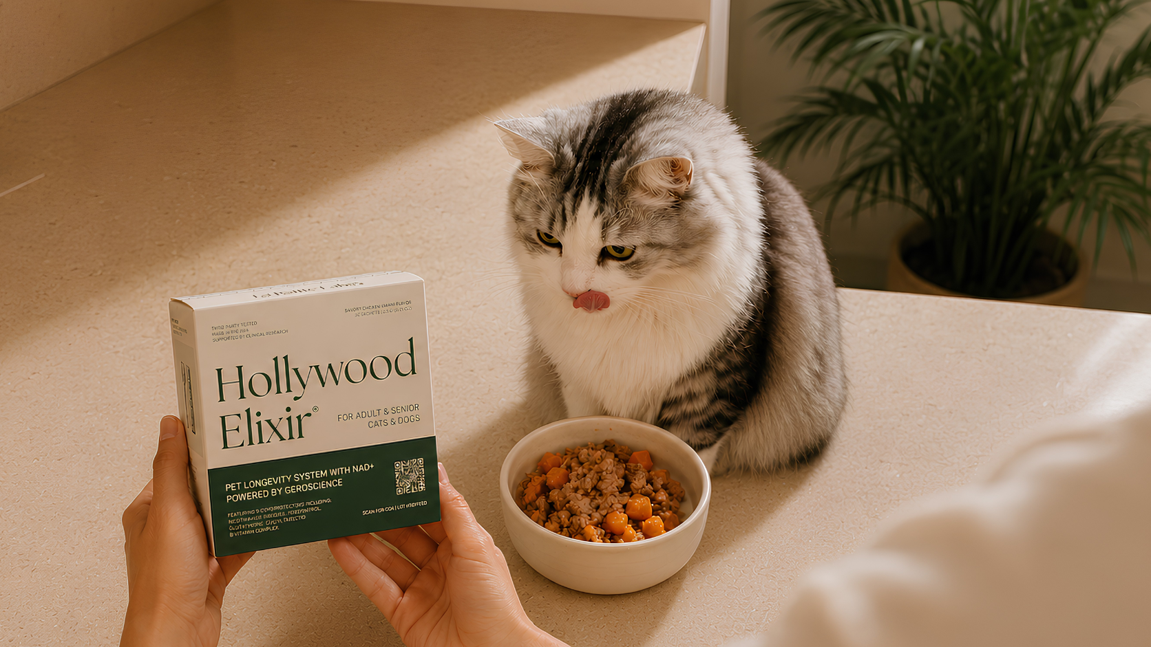 Invisible Aging In Cats 4
