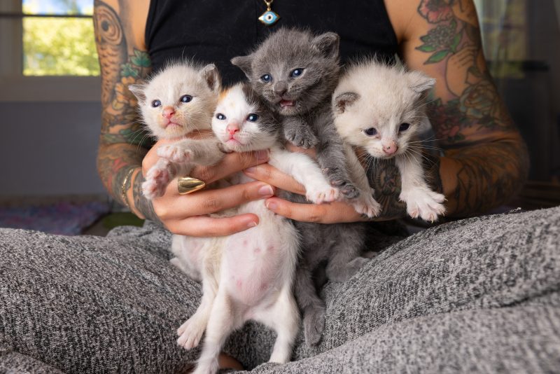 Orphan Kitten Club Photo by Andrew Marttila_ Founder Hannah Shaw Holds _The Sopranos_ Litter
