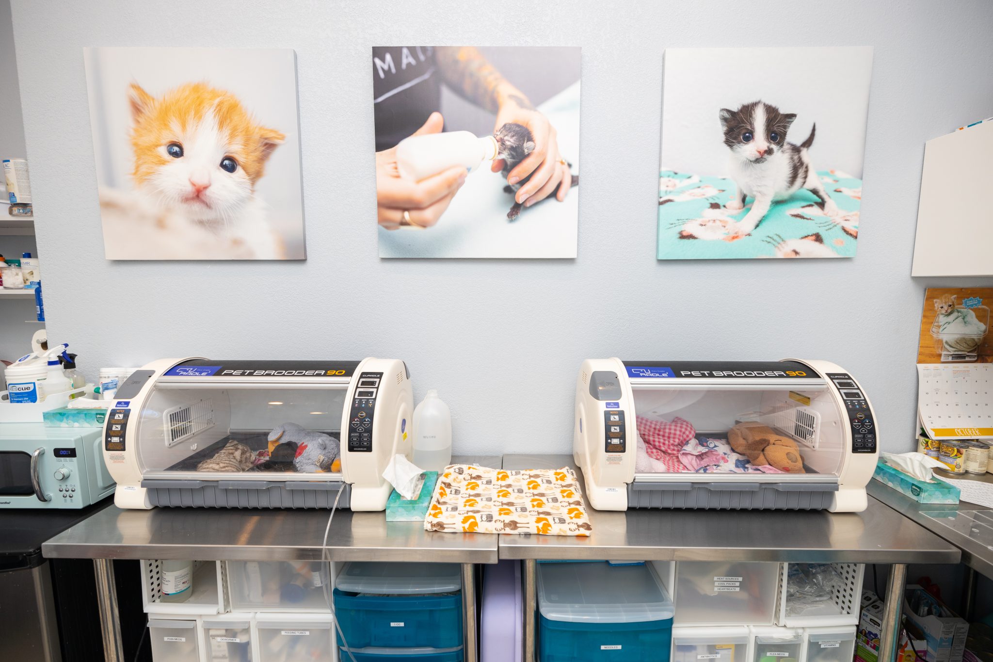 Orphan Kitten Club Photo by Andrew Marttila_ Inside the OKC Kitten Nursery