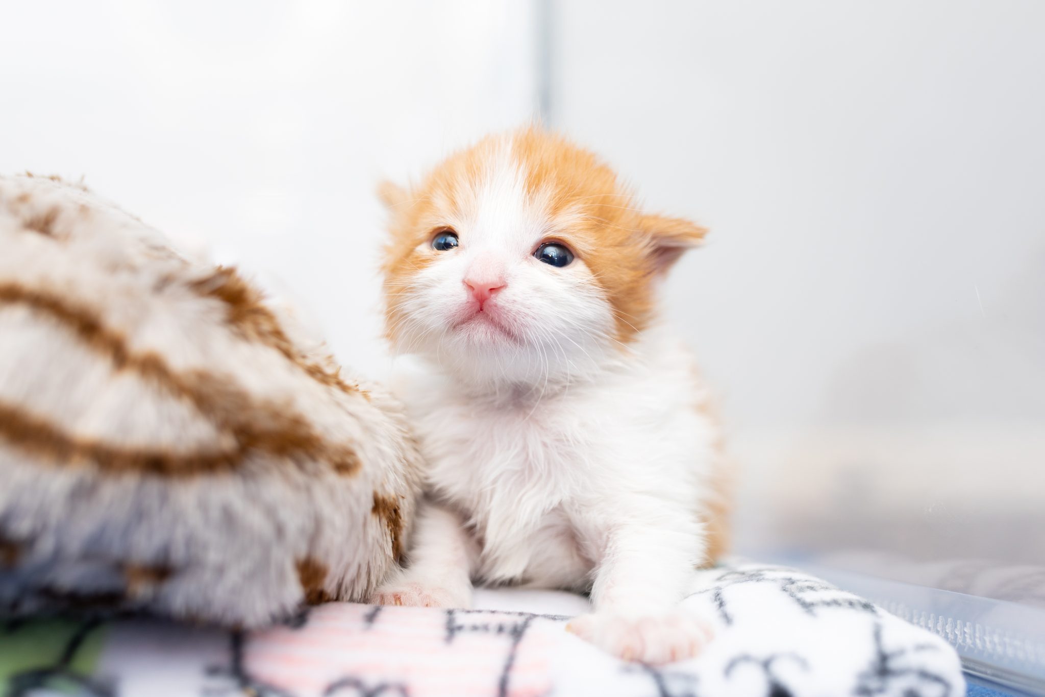 Orphan Kitten Club Photo by Andrew Marttila_ OKC Kitten Gourdon