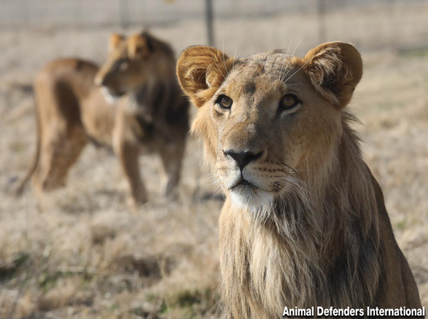 “Trophy Pets” Two Rescued Lions Finally Reach Africa After War Delays