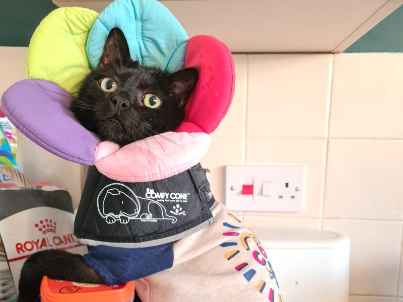 PetWireDaily — We Opened Our Home to a Senior Cat, and It Changed Our Lives Forever