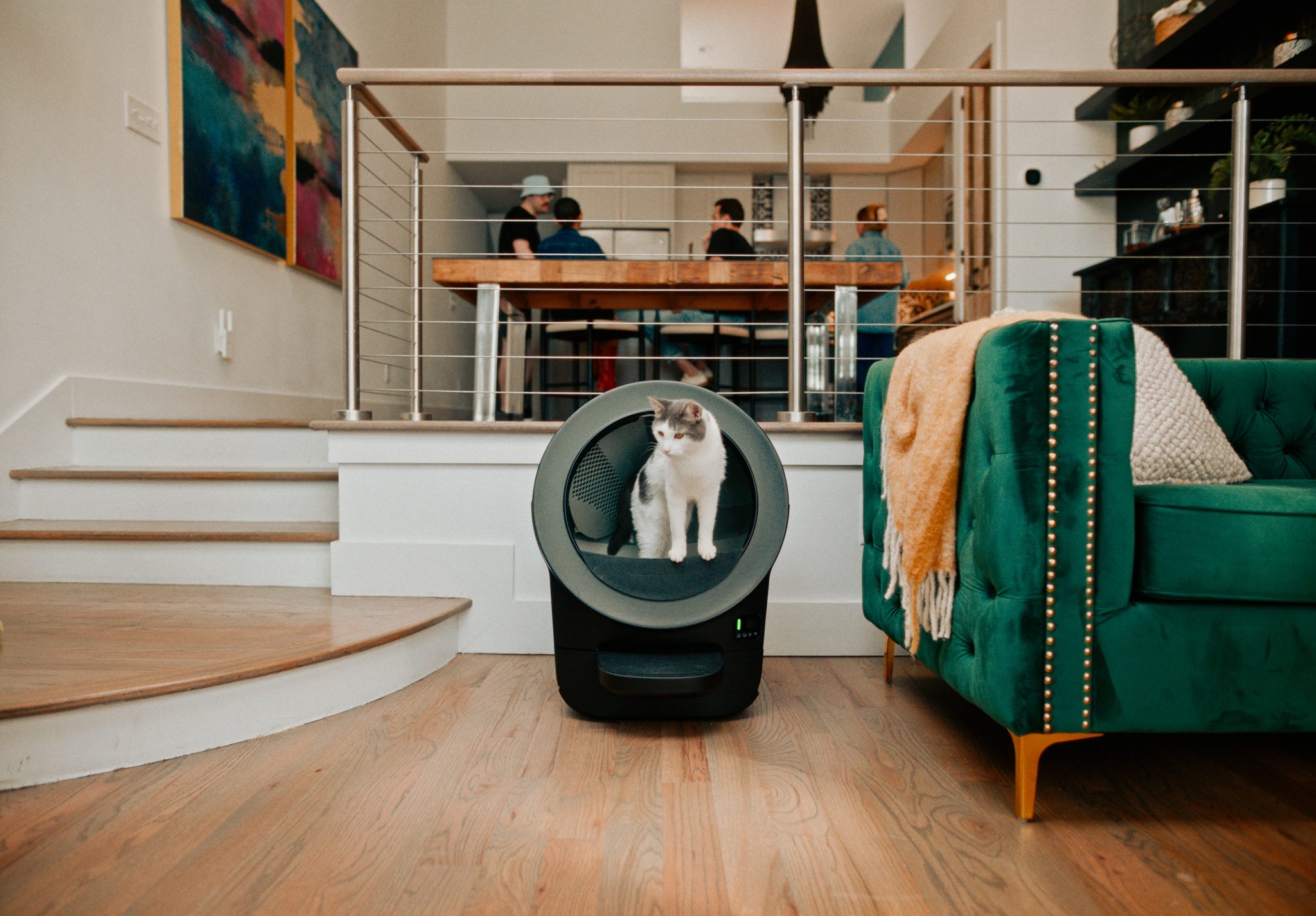 Whisker Sponsored - LRE Black cat exit green sofa people in bg