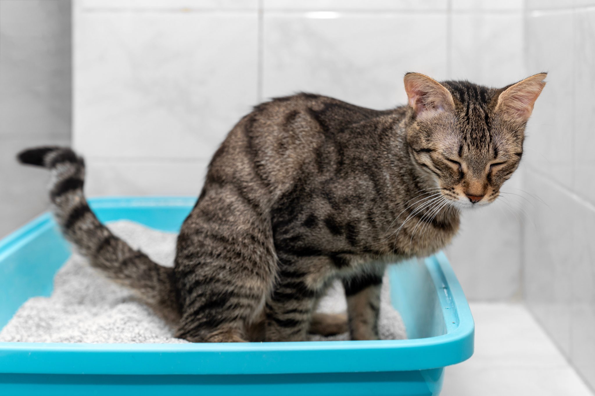 Cat,Is,Sitting,In,The,Cat's,Toilet,,Closed,Clumping,Bentonite