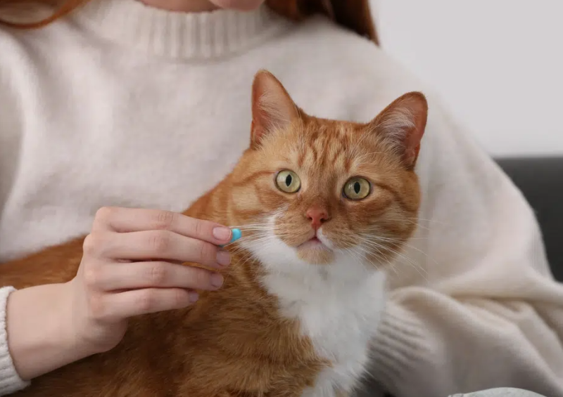 woman giving cat a pill medication